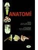 Anatomi / Hacettepe