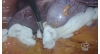Video 13-5