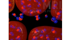 Animation 2.2 (Diffusion)